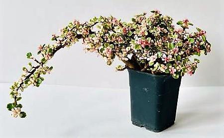Elephant Bush, Portulacaria - Image 2