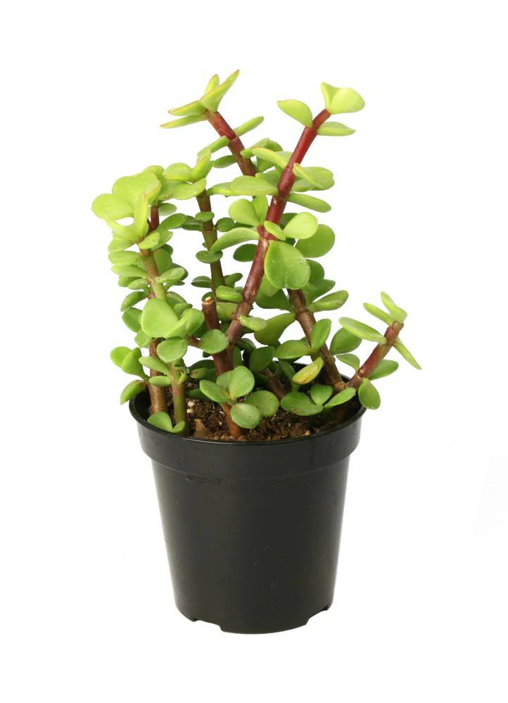 Elephant Bush, Portulacaria - Image 3