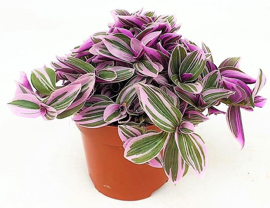 Fantasy Venice, Tradescantia Nanouk - Image 2
