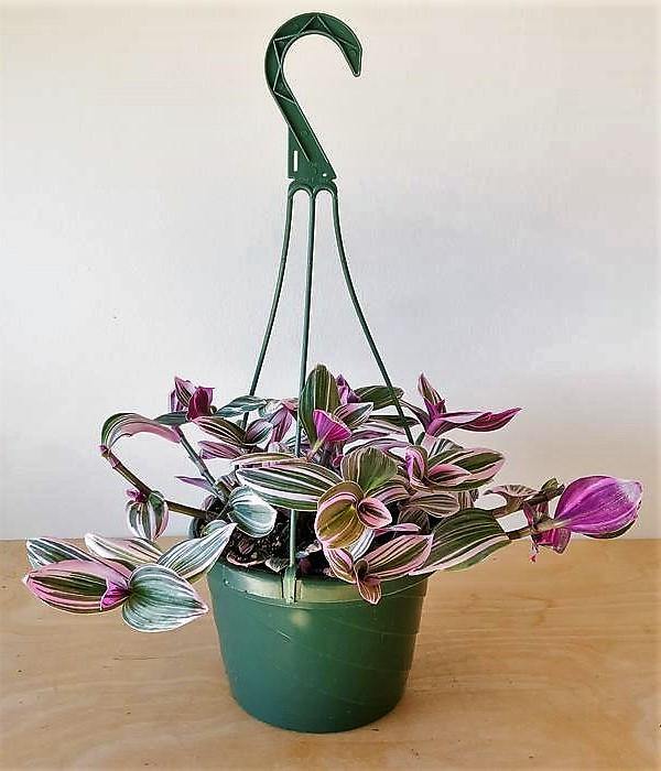 Fantasy Venice, Tradescantia Nanouk - Image 3