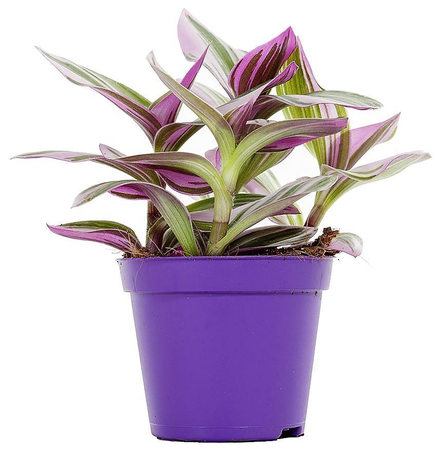 Fantasy Venice, Tradescantia Nanouk - Image 4
