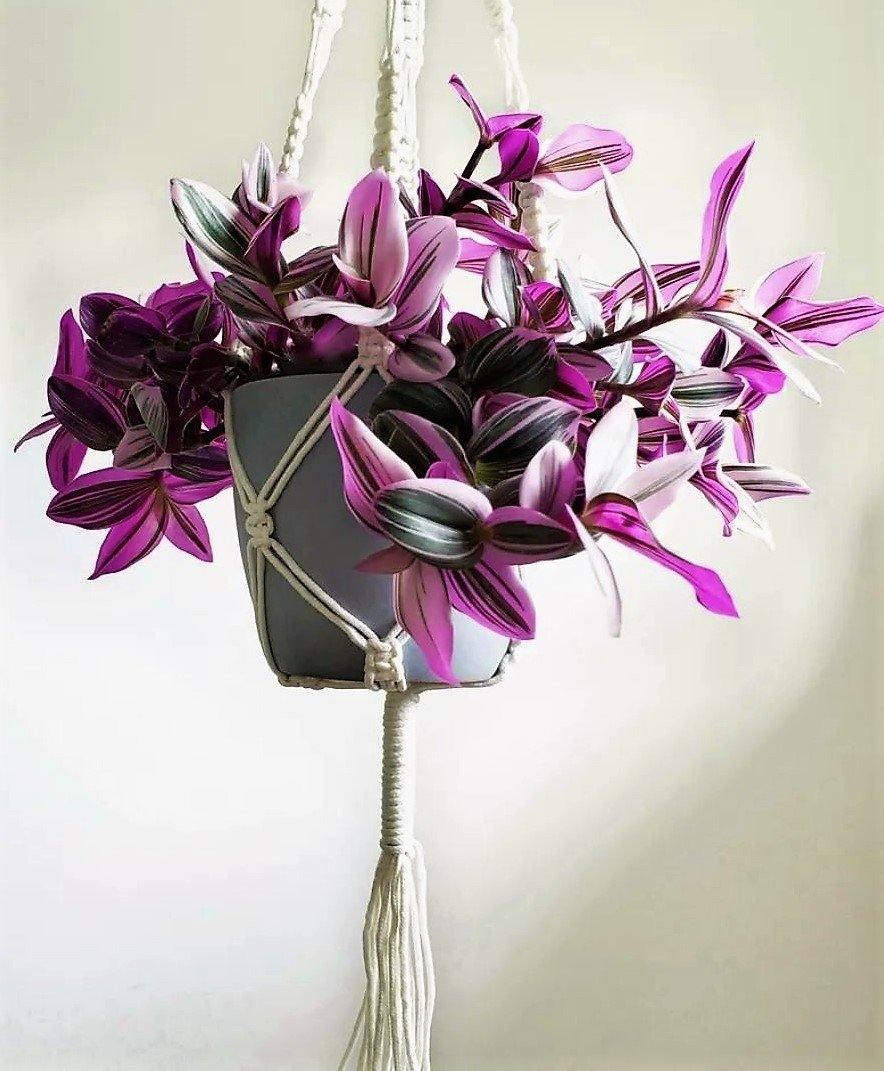 Fantasy Venice, Tradescantia Nanouk - Image 5