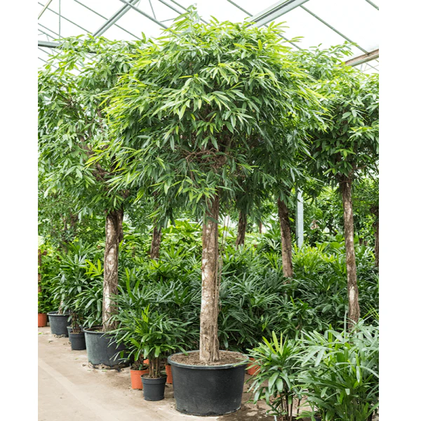 Ficus alii Amstel Queen, Long Leaf Ficus - Image 2