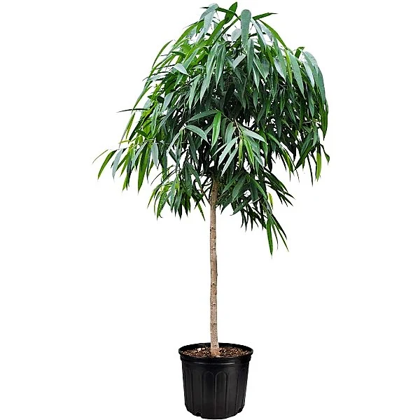 Ficus alii Amstel Queen, Long Leaf Ficus - Image 3