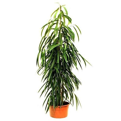 Ficus Amstel Queen - Image 2