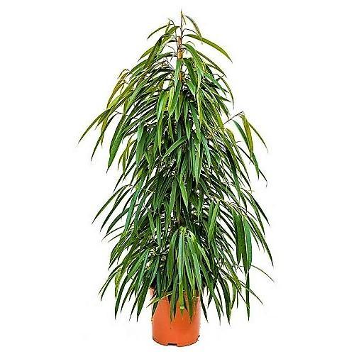 Ficus Amstel Queen - Image 3