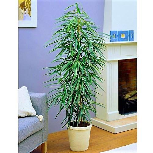 Ficus Amstel Queen - Image 4