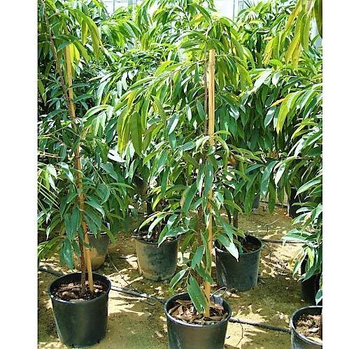 Ficus Amstel Queen - Image 5