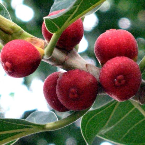 Ficus Benghalensis, Banyan Fig - Image 2