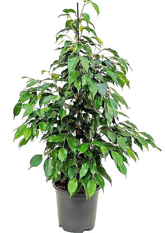 Ficus Benjamin Danielle, Weeping Fig - Image 3