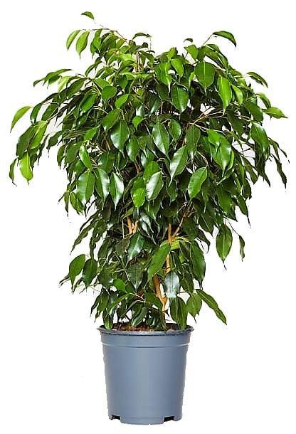 Ficus Benjamin Danielle, Weeping Fig - Image 4
