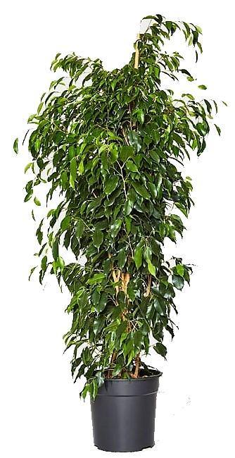 Ficus Benjamin Danielle, Weeping Fig - Image 5