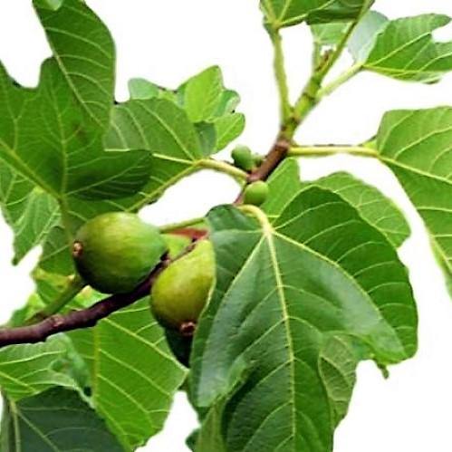 Fig Tree, Ficus Carica - Image 2