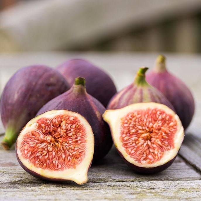 Fig Tree, Ficus Carica - Image 3