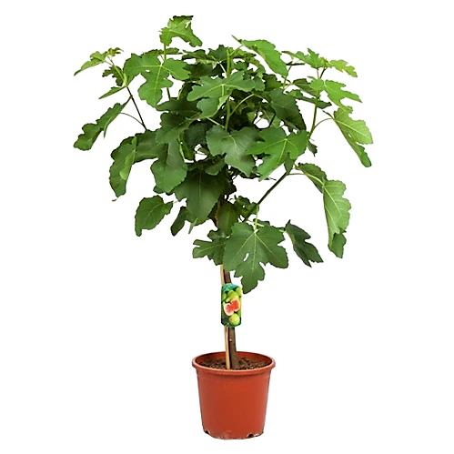 Fig Tree, Ficus Carica - Image 4