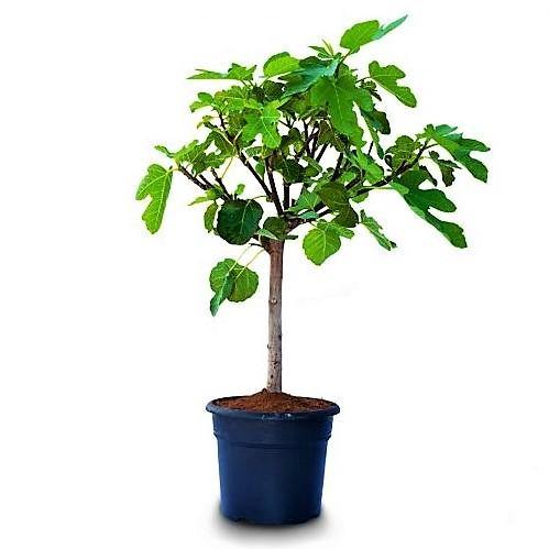 Fig Tree, Ficus Carica - Image 7