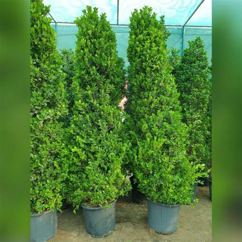 Ficus Diversifolia, Ficus Panda - Cone Shape - Image 2