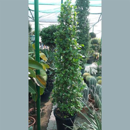 Ficus Diversifolia, Ficus Panda - Cone Shape - Image 3