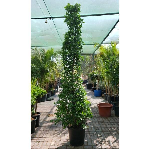 Ficus Diversifolia, Ficus Panda - Cone Shape - Image 4
