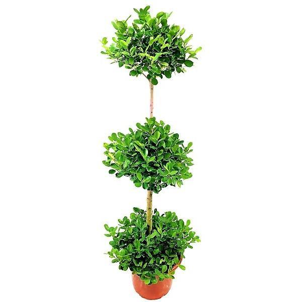 Ficus Diversifolia Three Heads - Image 2
