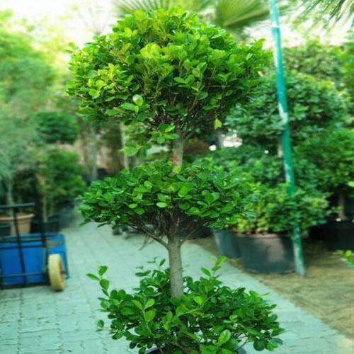 Ficus Diversifolia Three Heads - Image 3