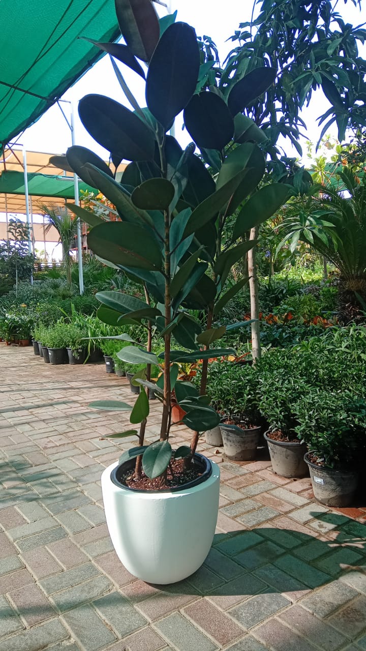 Ficus elastic Abidjan, Rubber Plant - Image 10