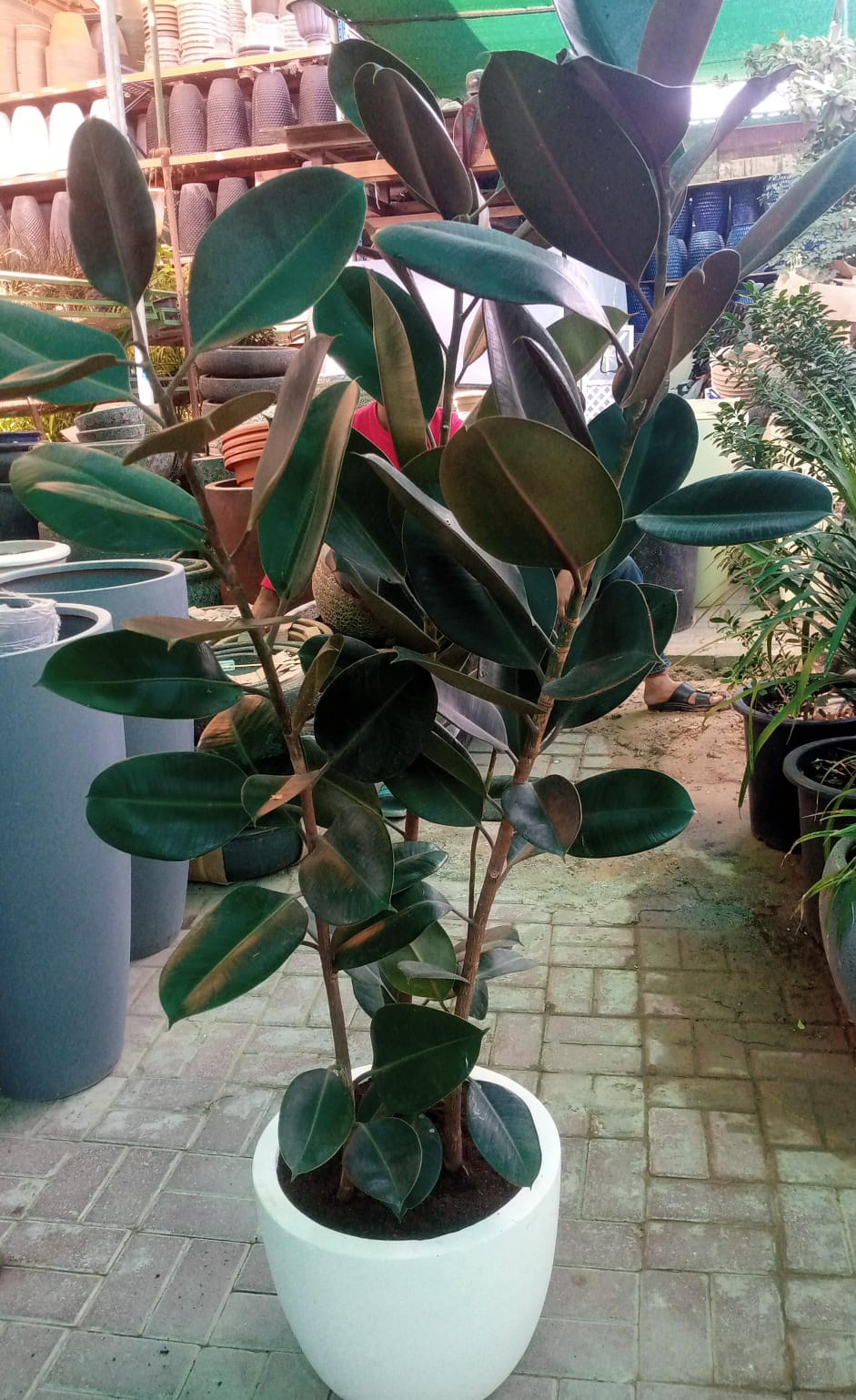 Ficus elastic Abidjan, Rubber Plant - Image 11