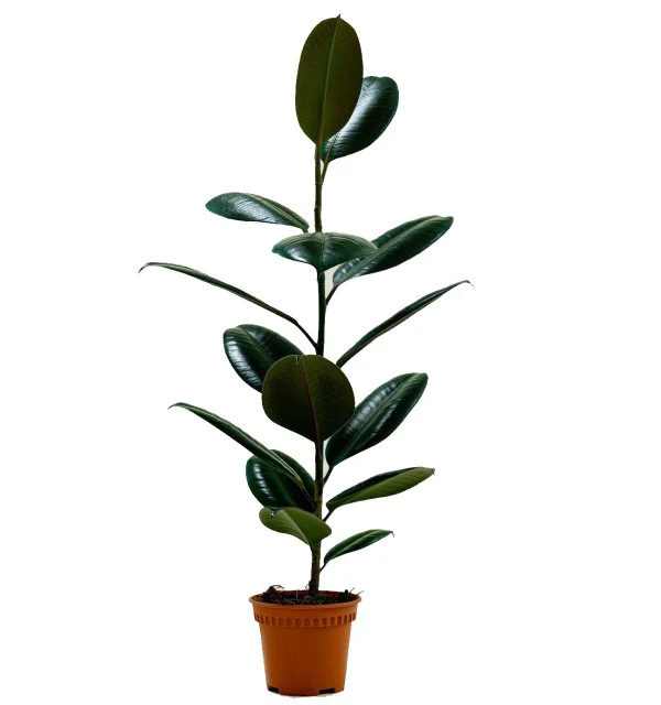 Ficus elastic Abidjan, Rubber Plant - Image 12