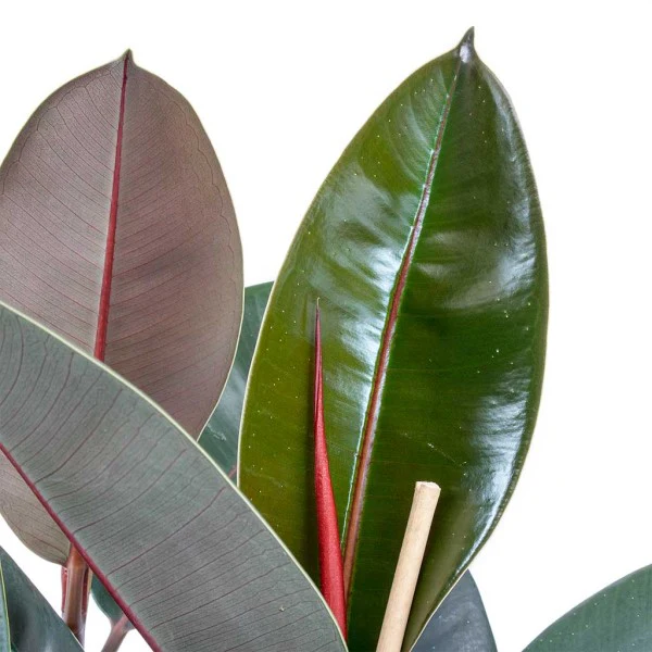 Ficus elastic Abidjan, Rubber Plant - Image 3