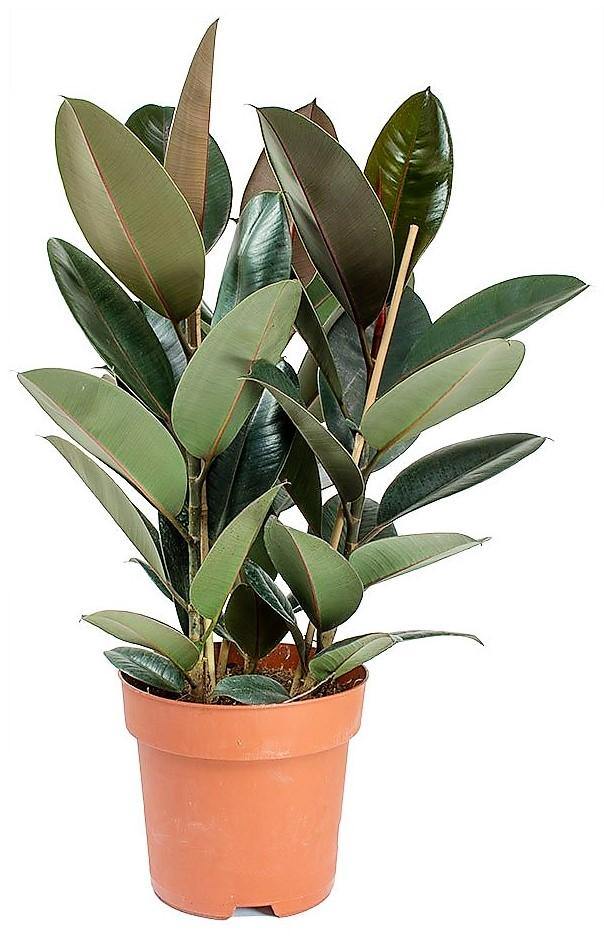 Ficus elastic Abidjan, Rubber Plant - Image 4