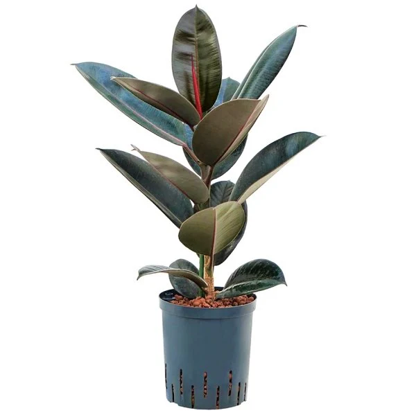 Ficus elastic Abidjan, Rubber Plant - Image 5