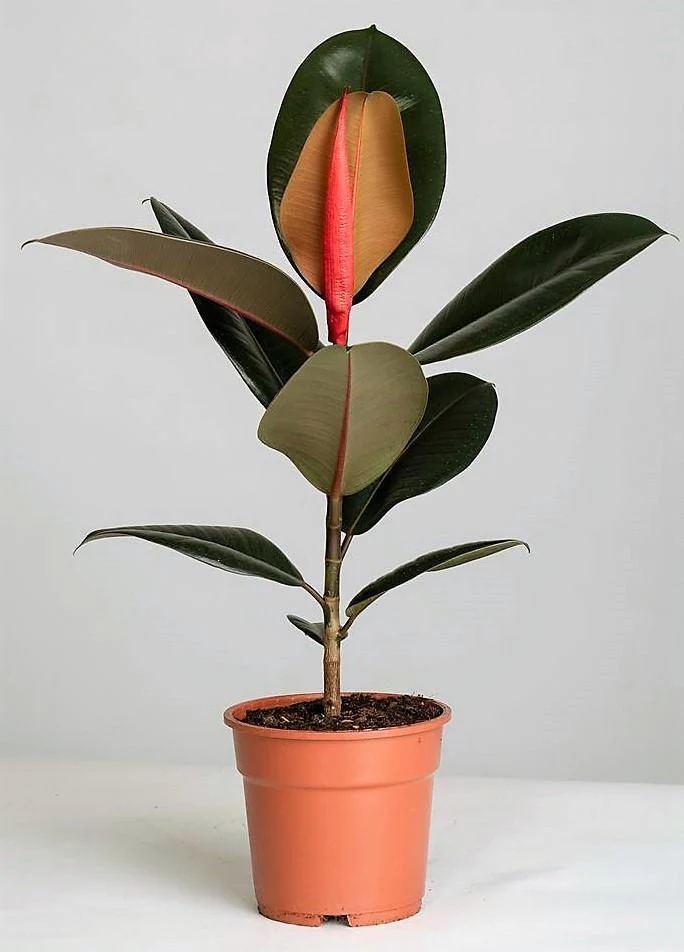 Ficus elastic Abidjan, Rubber Plant - Image 6