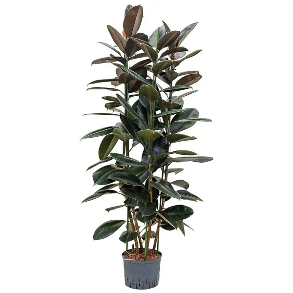 Ficus elastic Abidjan, Rubber Plant - Image 7
