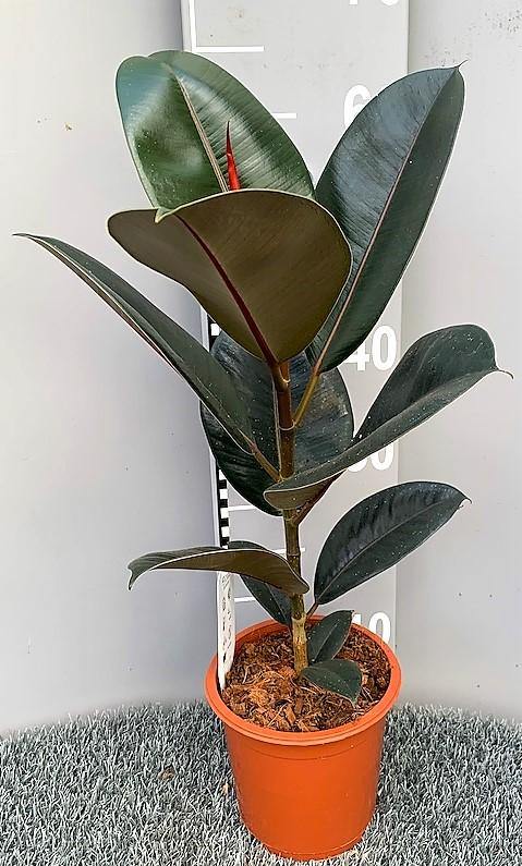 Ficus elastic Abidjan, Rubber Plant - Image 8
