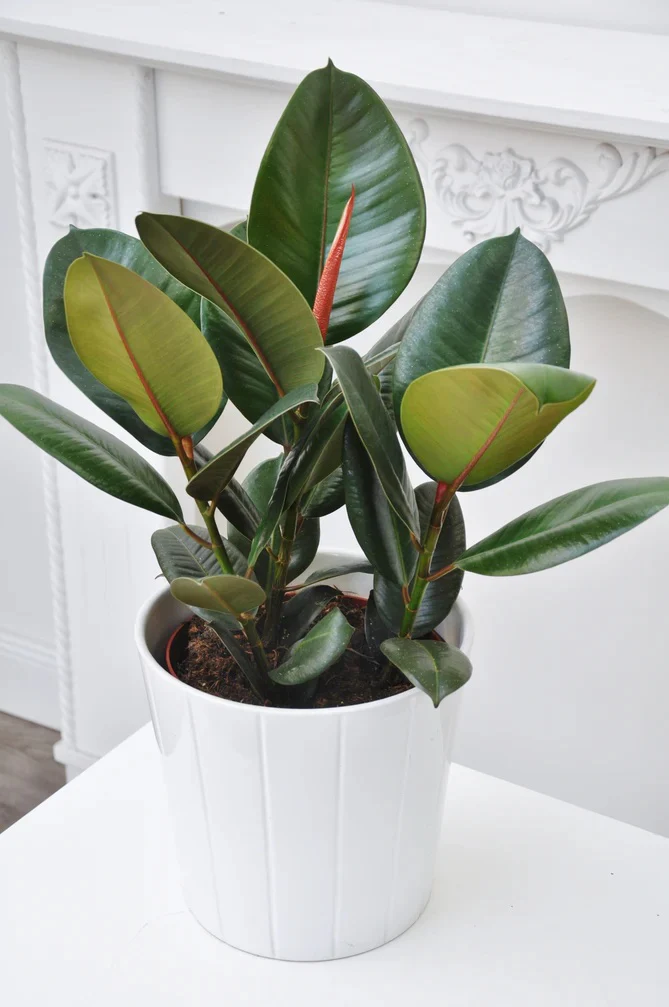 Ficus elastic Abidjan, Rubber Plant - Image 9