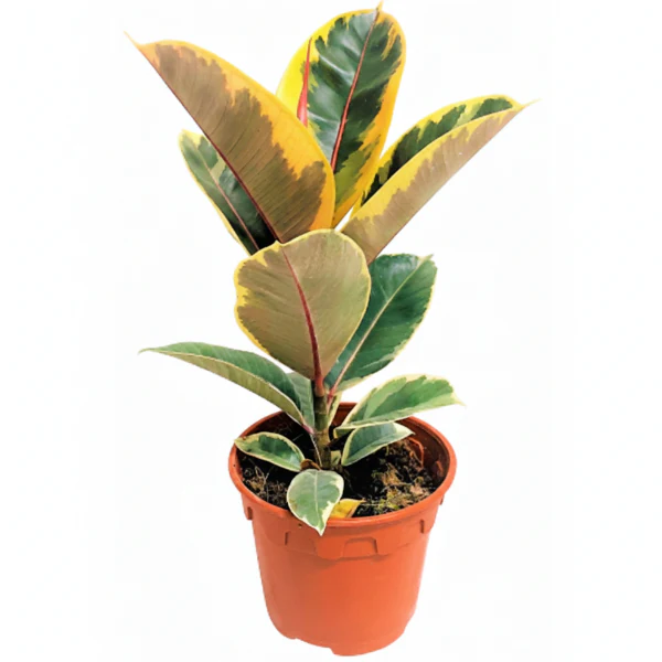 Ficus Elastic Tineke