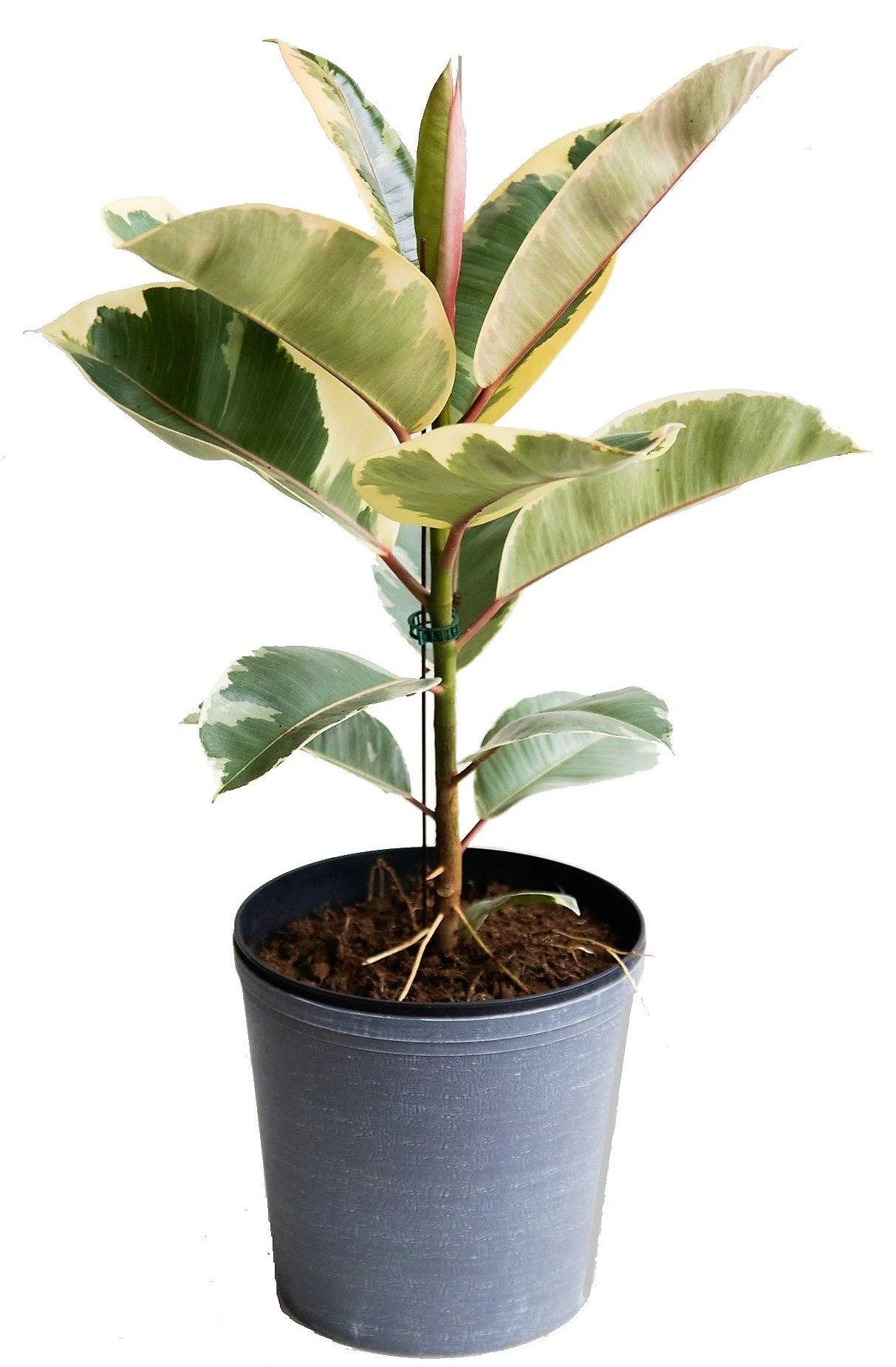 Ficus Elastic Tineke - Image 2
