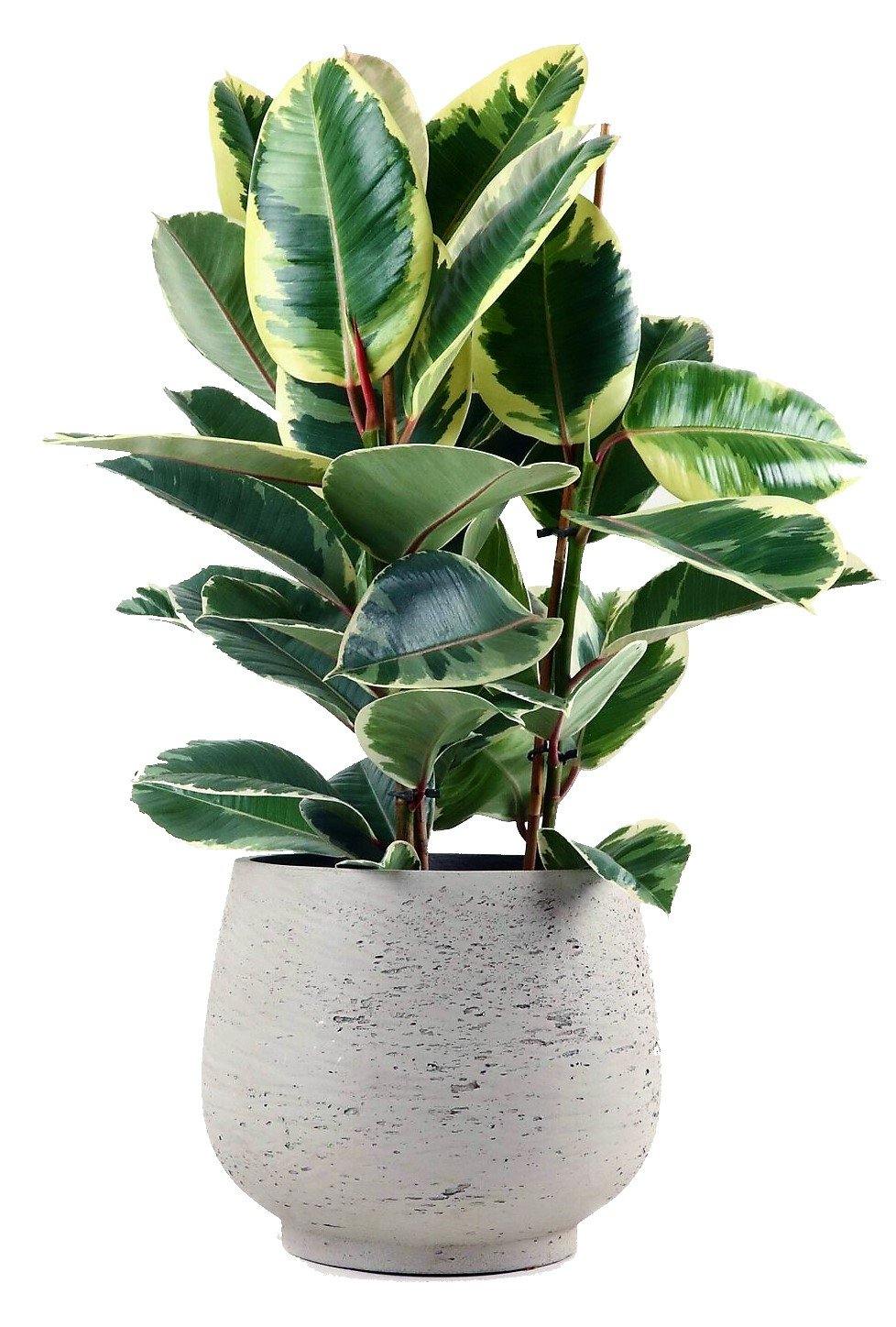 Ficus Elastic Tineke - Image 3