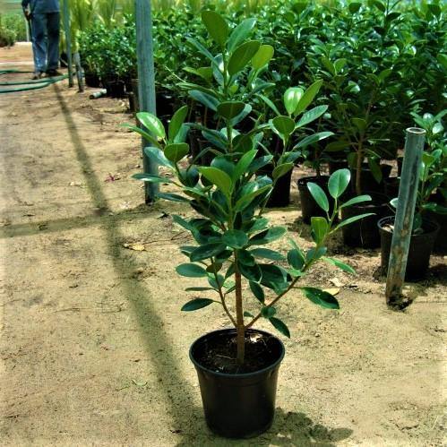 Ficus Hawaii, Green Island - Image 2