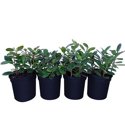Ficus Hawaii, Green Island - Image 3