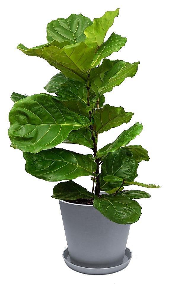 Ficus Lyrata, Fiddle Leaf Fig - Image 2