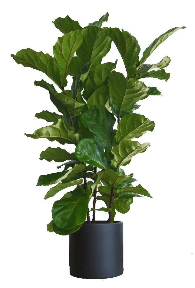 Ficus Lyrata, Fiddle Leaf Fig - Image 3