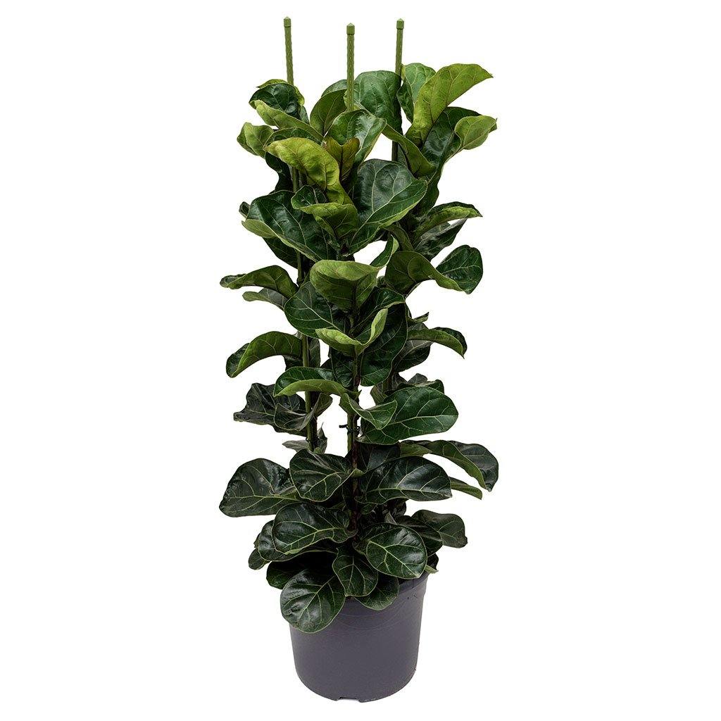 Ficus Lyrata, Fiddle Leaf Fig - Image 4