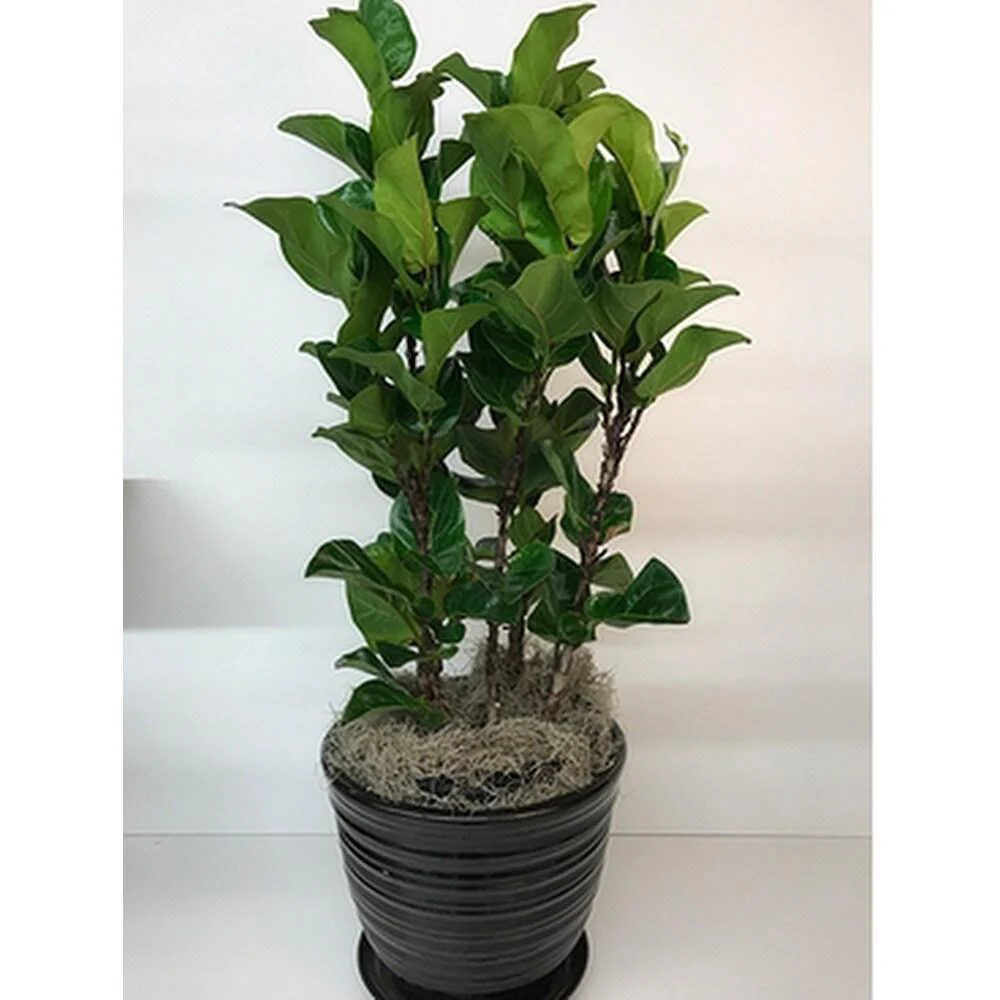 Ficus Lyrata, Fiddle Leaf Fig - Image 5