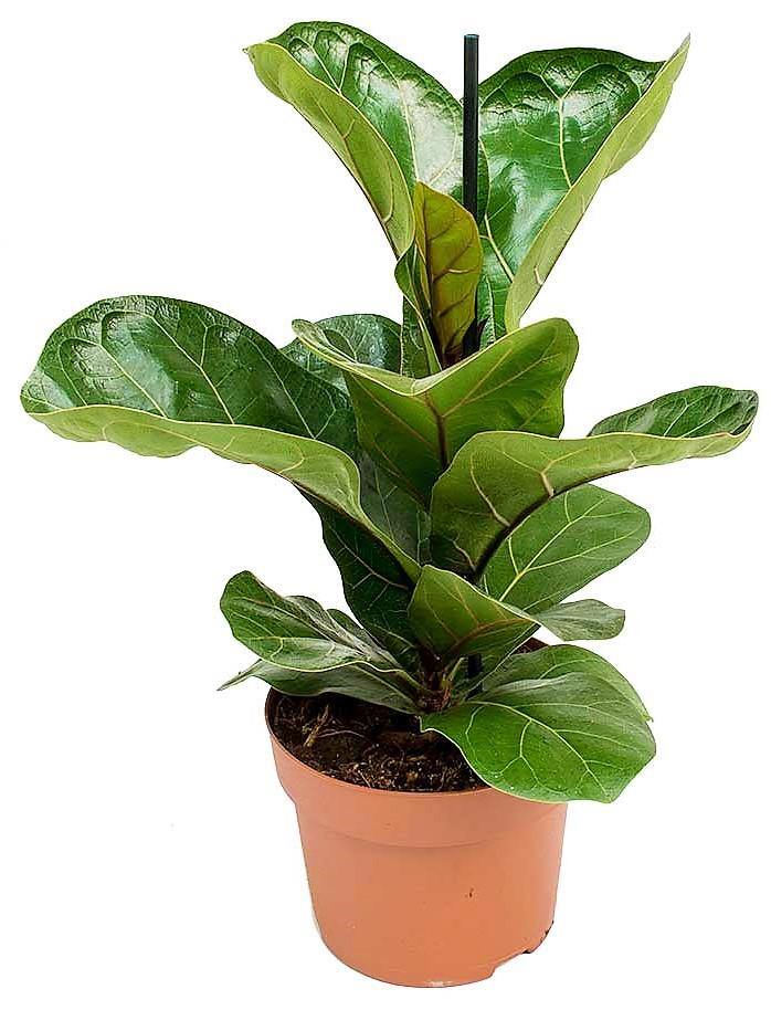 Ficus Lyrata, Fiddle Leaf Fig - Image 6