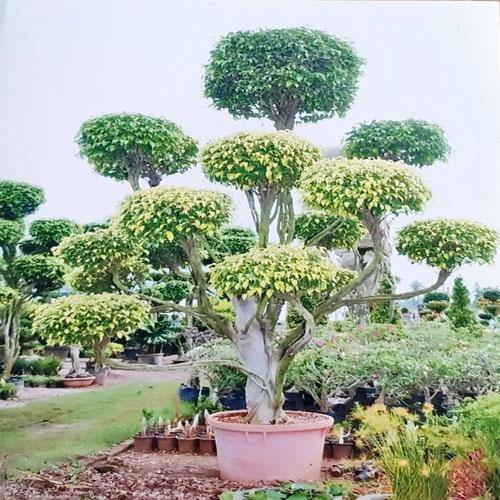 Ficus Multi Head - Image 3