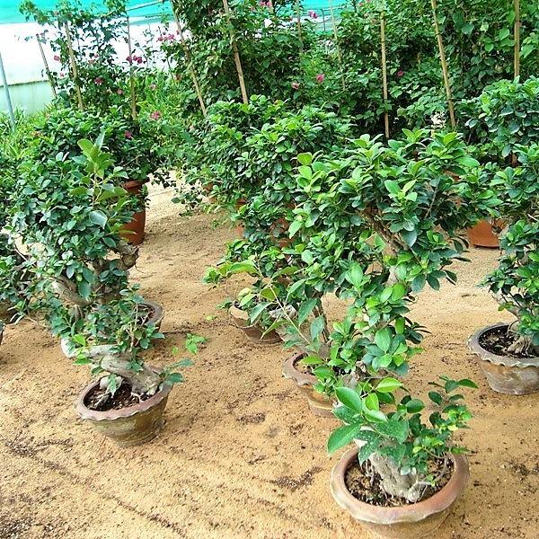 Ficus S Bonsai - Image 3