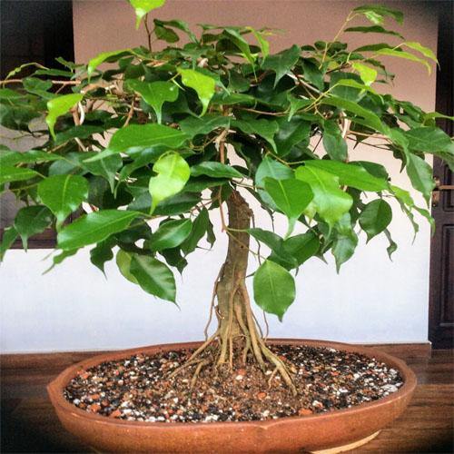 Ficus S Bonsai - Image 4