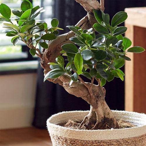 Ficus S Bonsai - Image 5