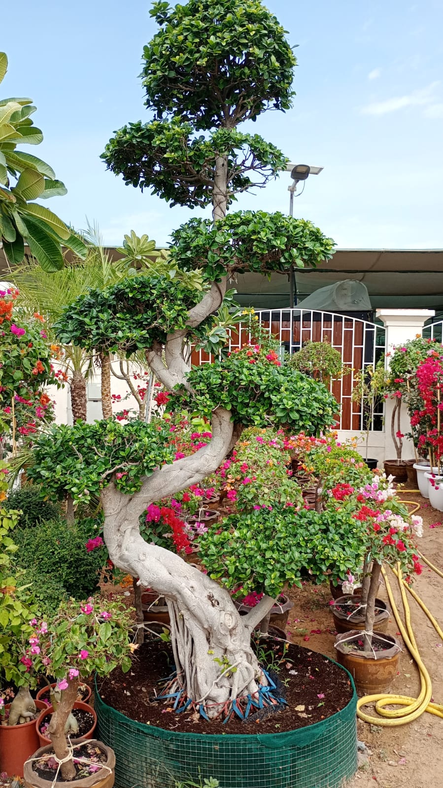 Ficus S Bonsai - Image 6